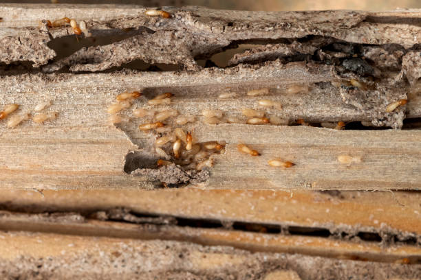 Best Pest Prevention Services  in Collinwood, TN