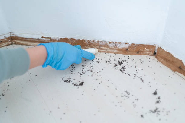 Best Termite Control Services  in Collinwood, TN